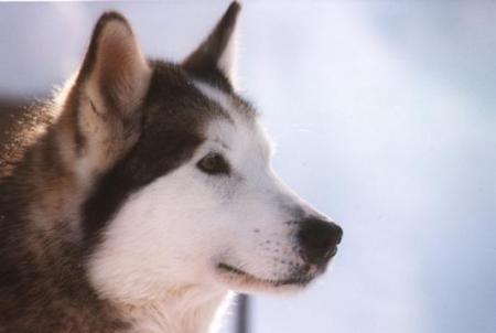 chien
