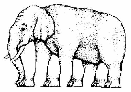 Eléphant